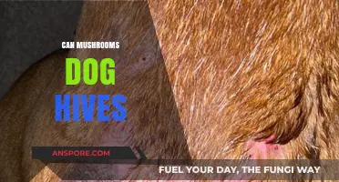 Can Mushrooms Cause Dog Hives? Understanding Risks and Symptoms