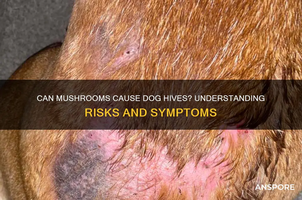 can mushrooms dog hives