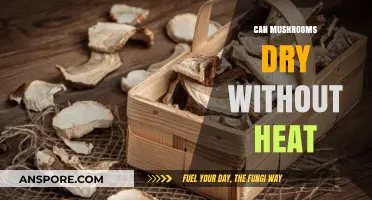 Air-Drying Mushrooms: A Heat-Free Method for Perfect Preservation