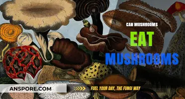 Can Mushrooms Eat Mushrooms? Exploring Fungal Cannibalism and Decomposition