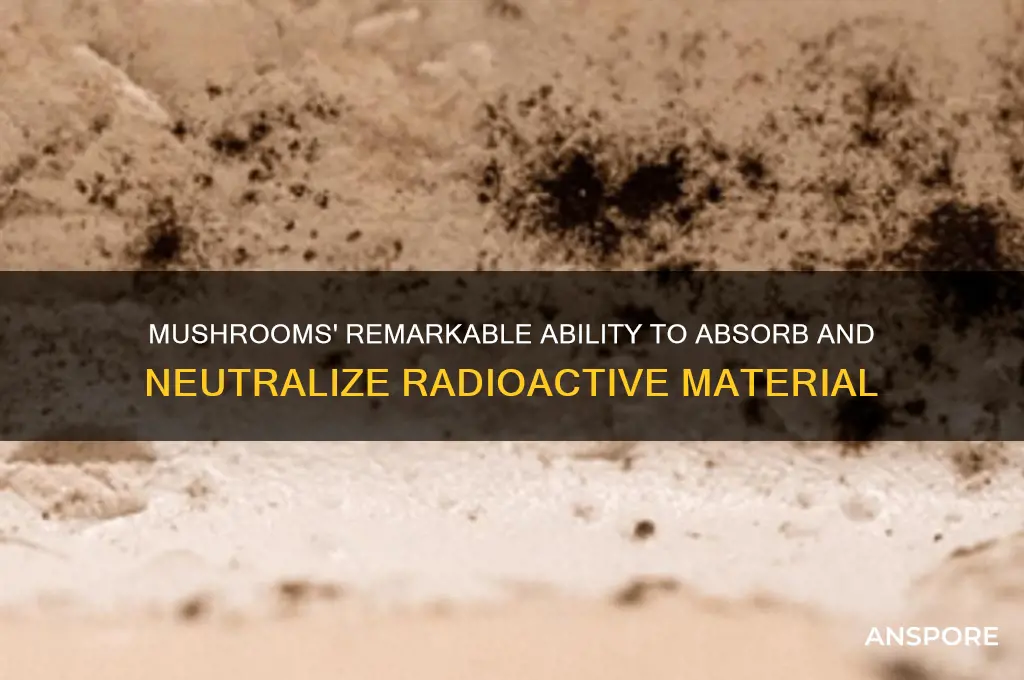 can mushrooms eat radioactive material