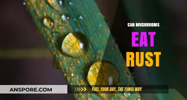 Can Mushrooms Eat Rust? Exploring Nature's Fungal Remediation Abilities