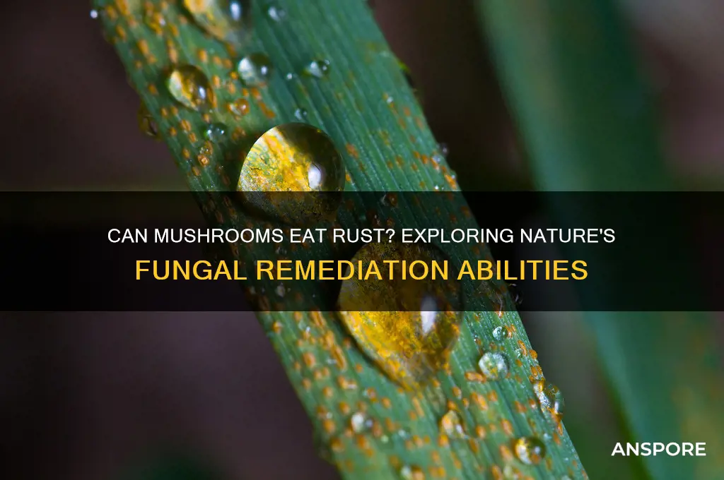 can mushrooms eat rust