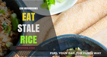 Can Mushrooms Eat Stale Rice? Exploring Fungal Food Habits