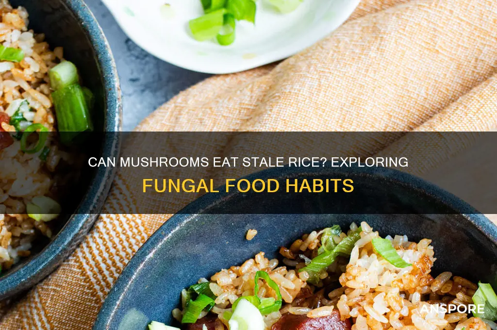 can mushrooms eat stale rice