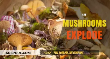 Can Mushrooms Explode? Unveiling the Surprising Truth About Fungal Explosions
