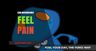 Do Mushrooms Experience Pain? Exploring Fungal Sensitivity and Consciousness