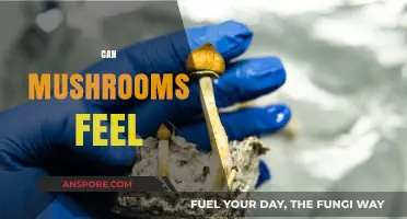 Do Mushrooms Sense Emotions? Exploring Fungal Consciousness and Perception