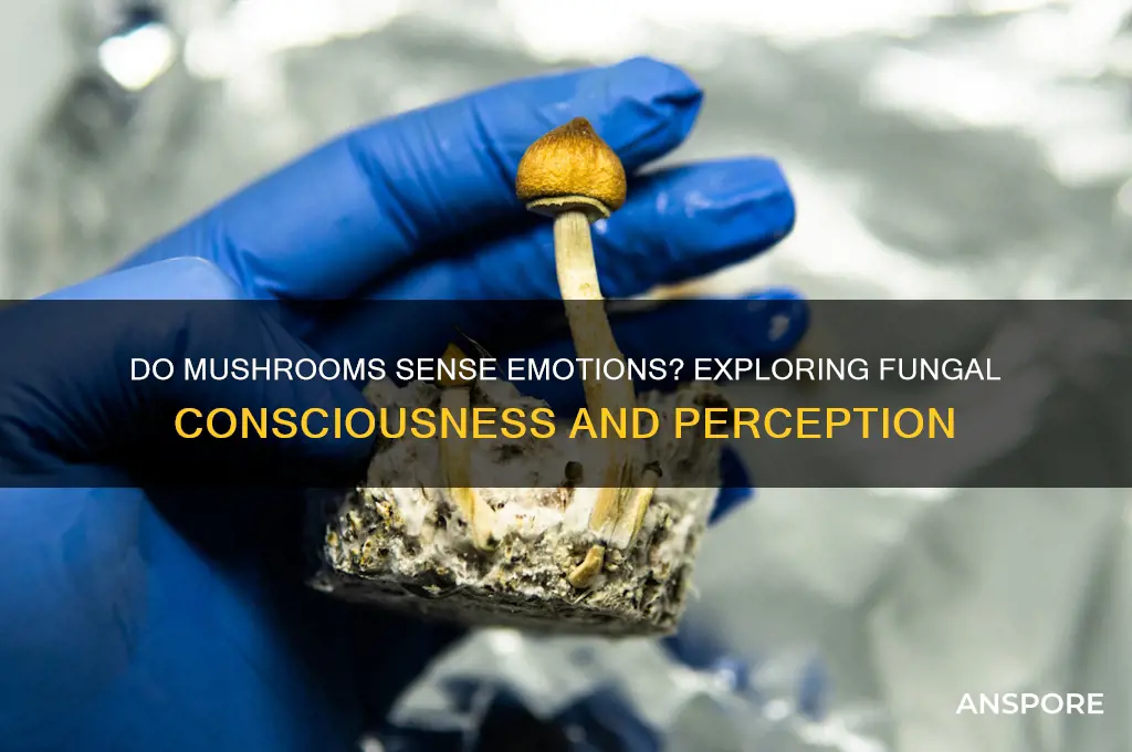 can mushrooms feel