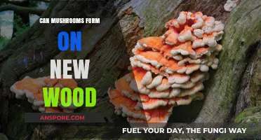 Do Mushrooms Grow on New Wood? Surprising Facts Revealed
