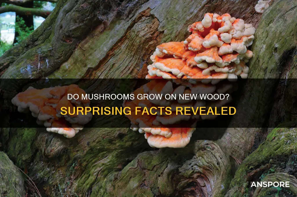 can mushrooms form on new wood