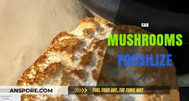 Can Mushrooms Fossilize? Unveiling the Mysteries of Fungal Preservation