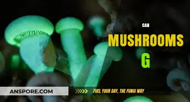 Can Mushrooms Glow? Unveiling the Bioluminescent Wonders of Fungi