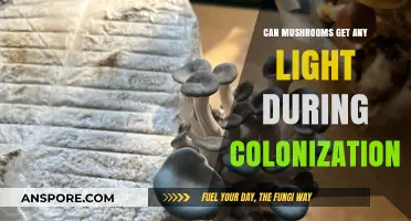 Mushroom Colonization: The Role and Impact of Light Exposure