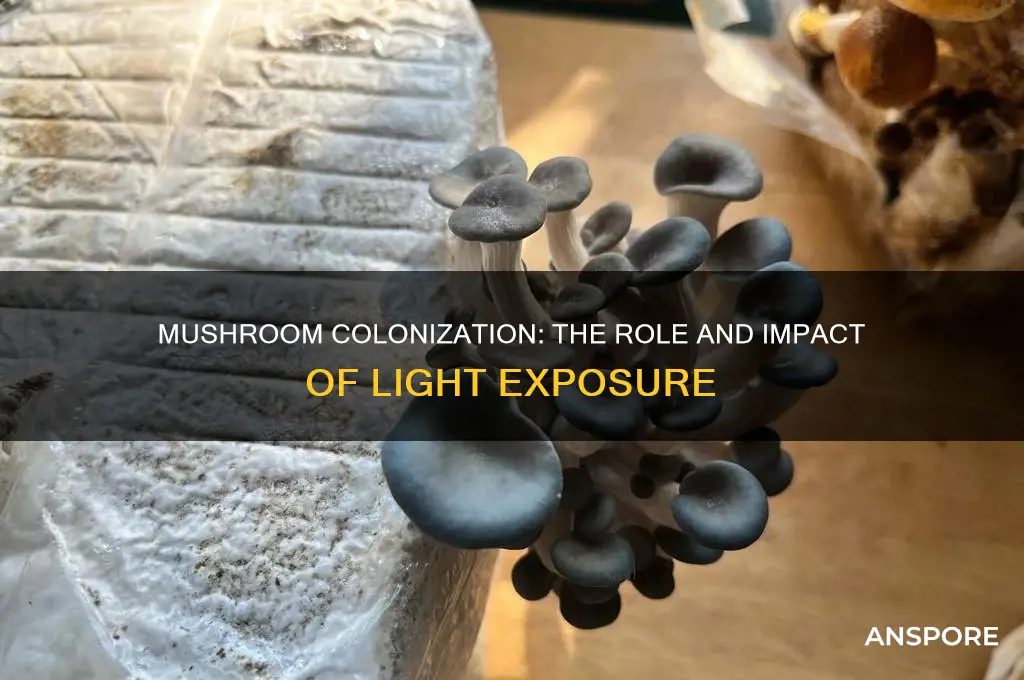 can mushrooms get any light during colonization