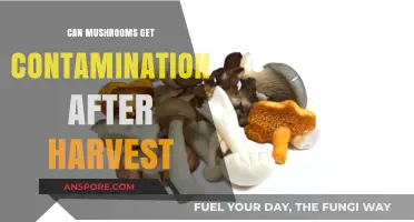 Post-Harvest Mushroom Contamination: Risks, Prevention, and Safe Storage Tips
