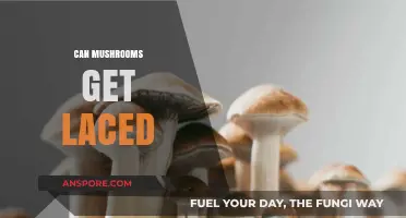 Can Mushrooms Be Laced? Uncovering the Truth and Potential Risks