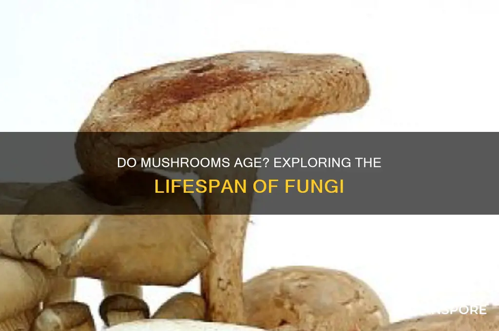 can mushrooms get old