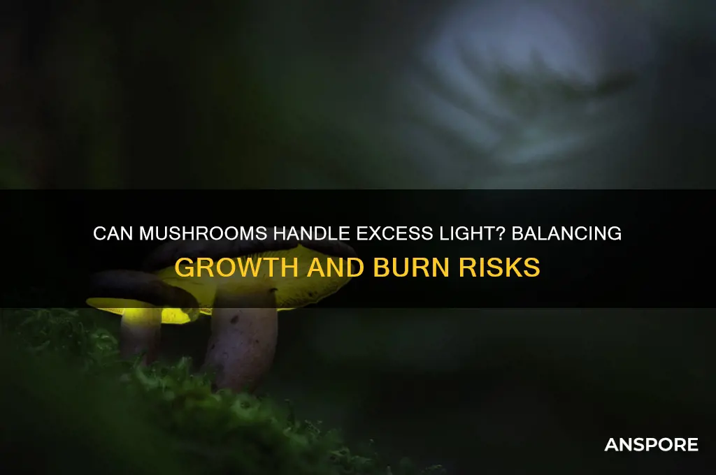 can mushrooms get too much light