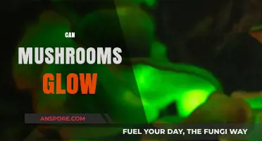 Can Mushrooms Glow? Unveiling the Bioluminescent Wonders of Fungi