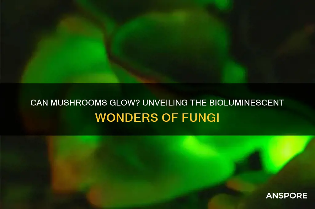 can mushrooms glow