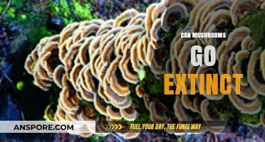 Are Mushrooms at Risk of Extinction? Exploring Threats and Conservation