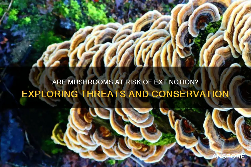 can mushrooms go extinct