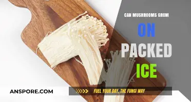 Mushrooms on Packed Ice: Unlikely Growth or Possible Phenomenon?
