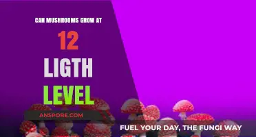 Mushroom Growth at 12 Light Level: Optimal Conditions Explained