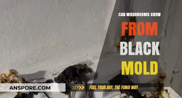 Can Mushrooms Grow from Black Mold? Unveiling the Fungal Connection