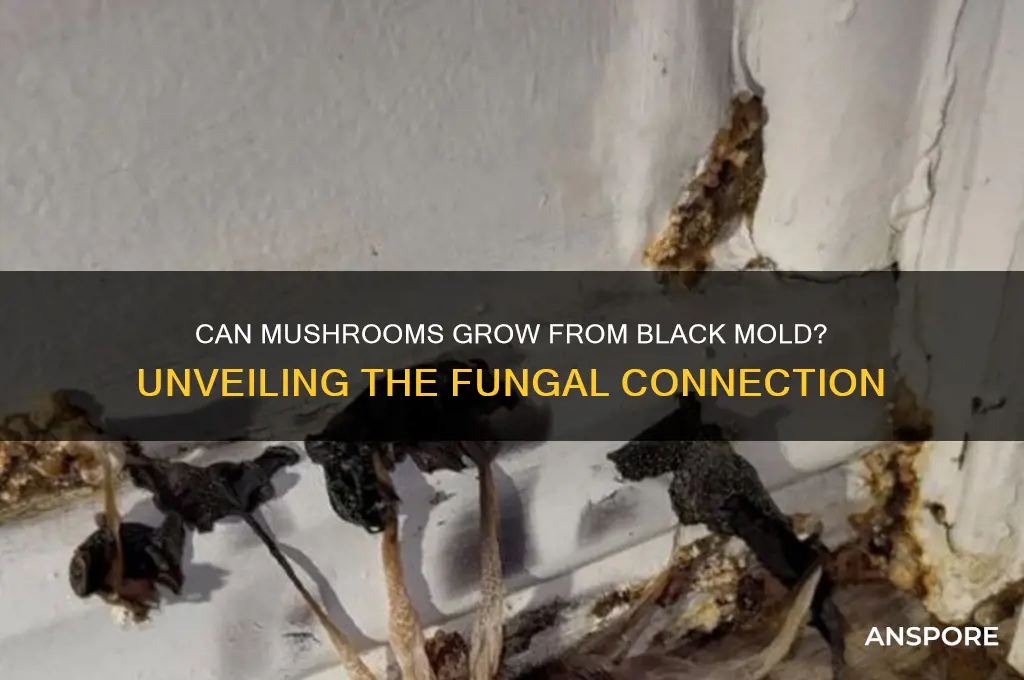 can mushrooms grow from black mold