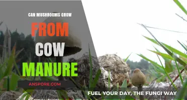 Can Mushrooms Thrive in Cow Manure? Exploring Fungal Growth Potential