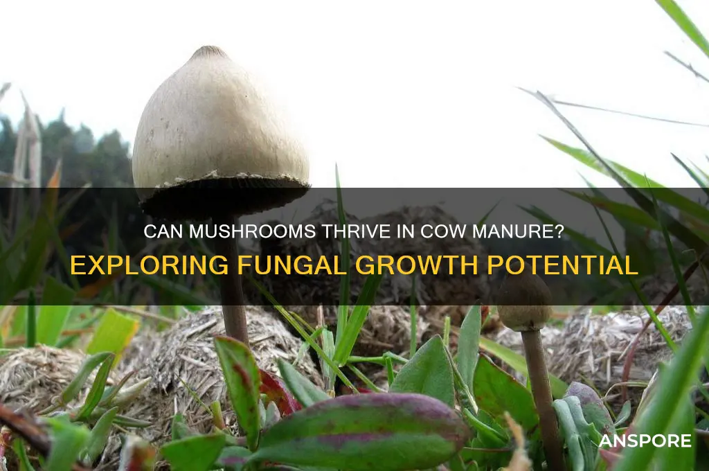 can mushrooms grow from cow manure