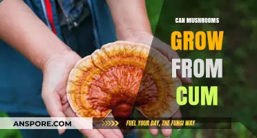 Can Mushrooms Grow from Semen? Exploring the Science Behind the Myth