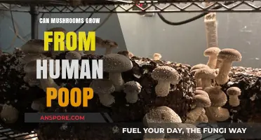 Can Mushrooms Thrive in Human Waste? Surprising Facts Revealed