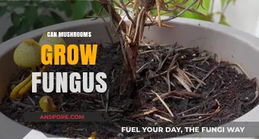 Can Mushrooms Grow Fungus? Unraveling the Mycological Mystery