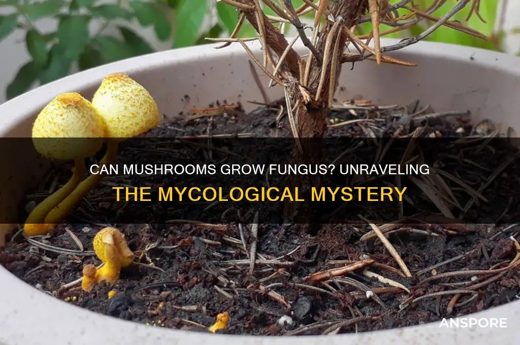 can mushrooms grow fungus
