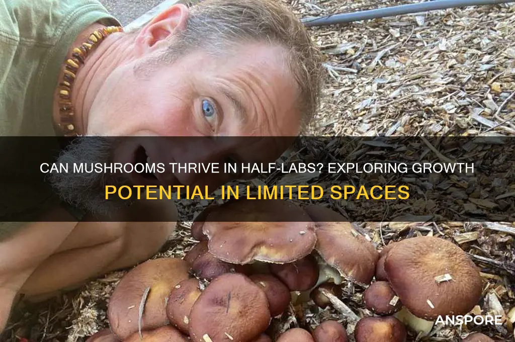 can mushrooms grow halflabs