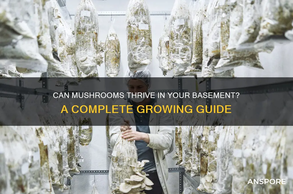 can mushrooms grow in a basement