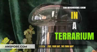 Can Mushrooms Thrive in a Terrarium? A Complete Guide
