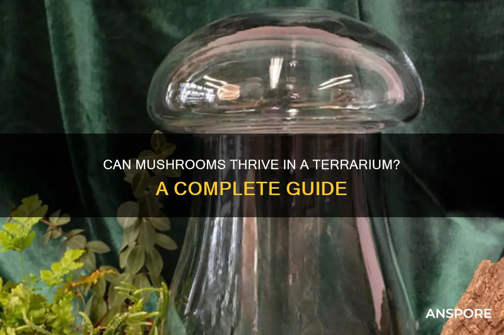 can mushrooms grow in a terrarium