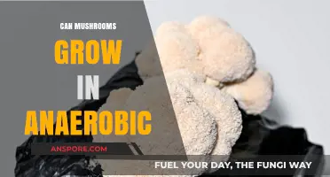 Can Mushrooms Thrive Without Oxygen? Exploring Anaerobic Growth Conditions