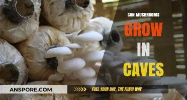 Can Mushrooms Thrive in Caves? Exploring Underground Fungal Growth