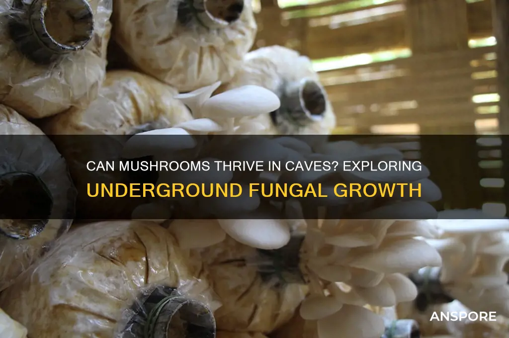 can mushrooms grow in caves