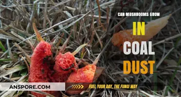 Mushrooms in Coal Dust: Unlikely Growth or Ecological Innovation?