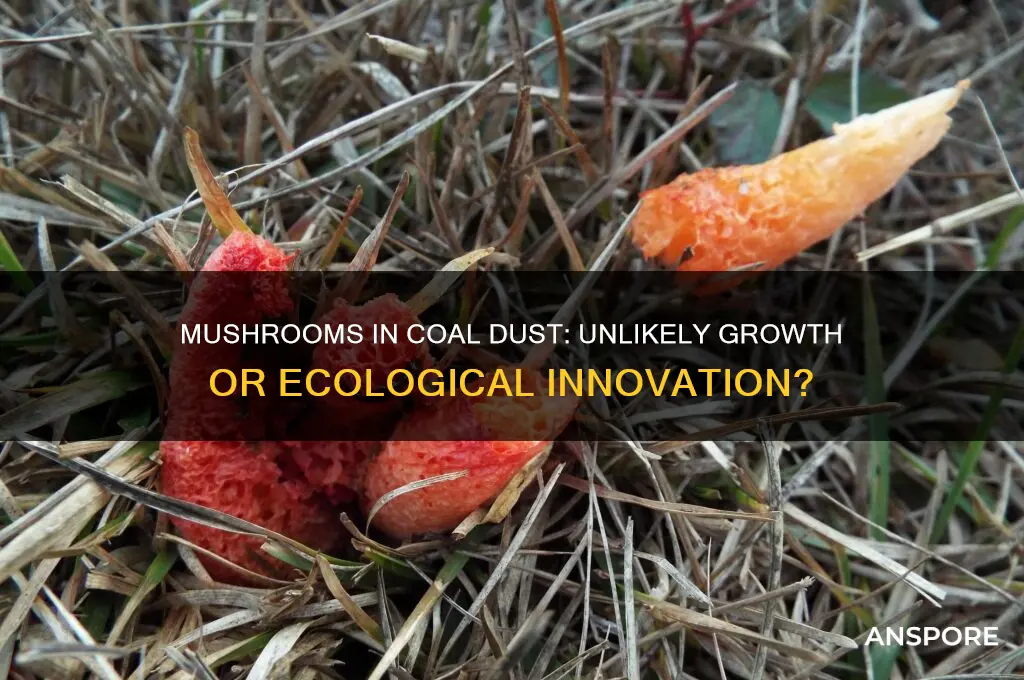can mushrooms grow in coal dust