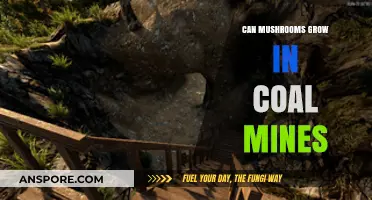 Mushrooms in Coal Mines: Unlikely Fungi Growth in Dark Depths