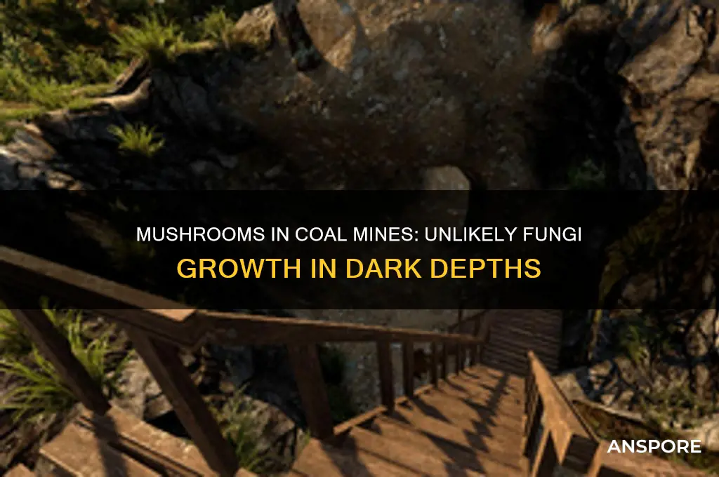 can mushrooms grow in coal mines