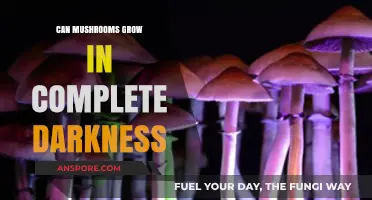 Can Mushrooms Thrive in Total Darkness? Exploring Fungal Growth Conditions