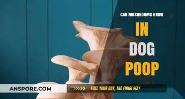 Mushrooms in Dog Poop: Unlikely Growth or Common Occurrence?